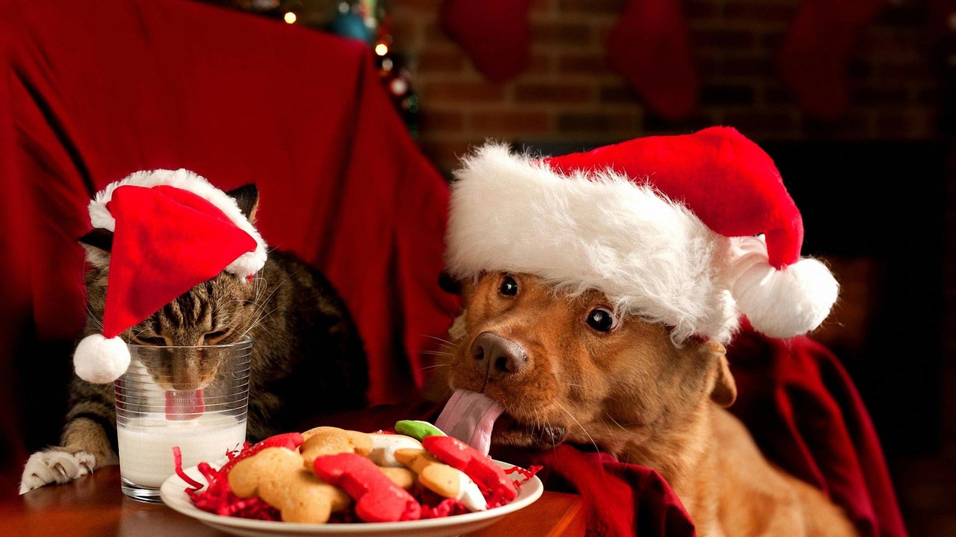 Праздники Собака и кот в новогодних колпаках
