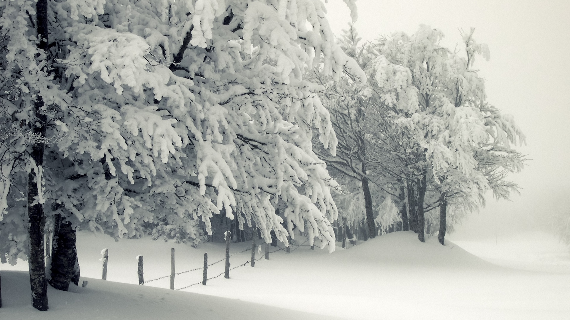 Природа Деревья в снегу