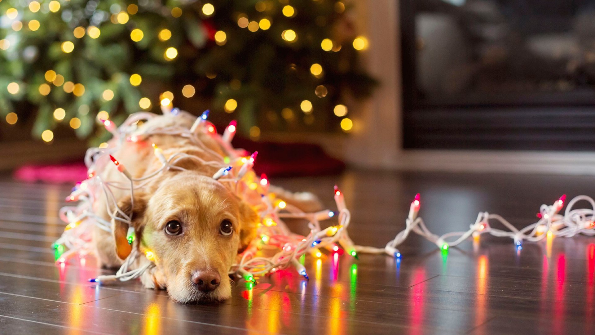 Праздники Собака в новогоднем гирлянде около ёлки