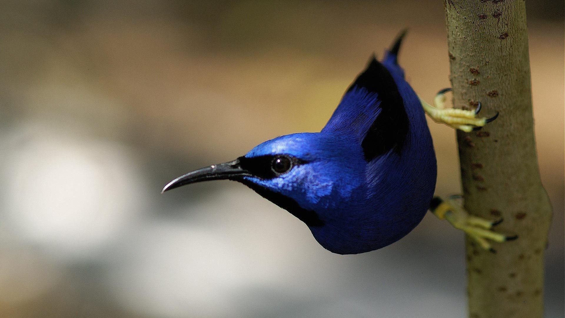 Дерево синей птицы. Голубая танагра. Птица танагра синяя. Лазурная танагра-медосос. Лиловый Дрозд (Myophonus caeruleus).