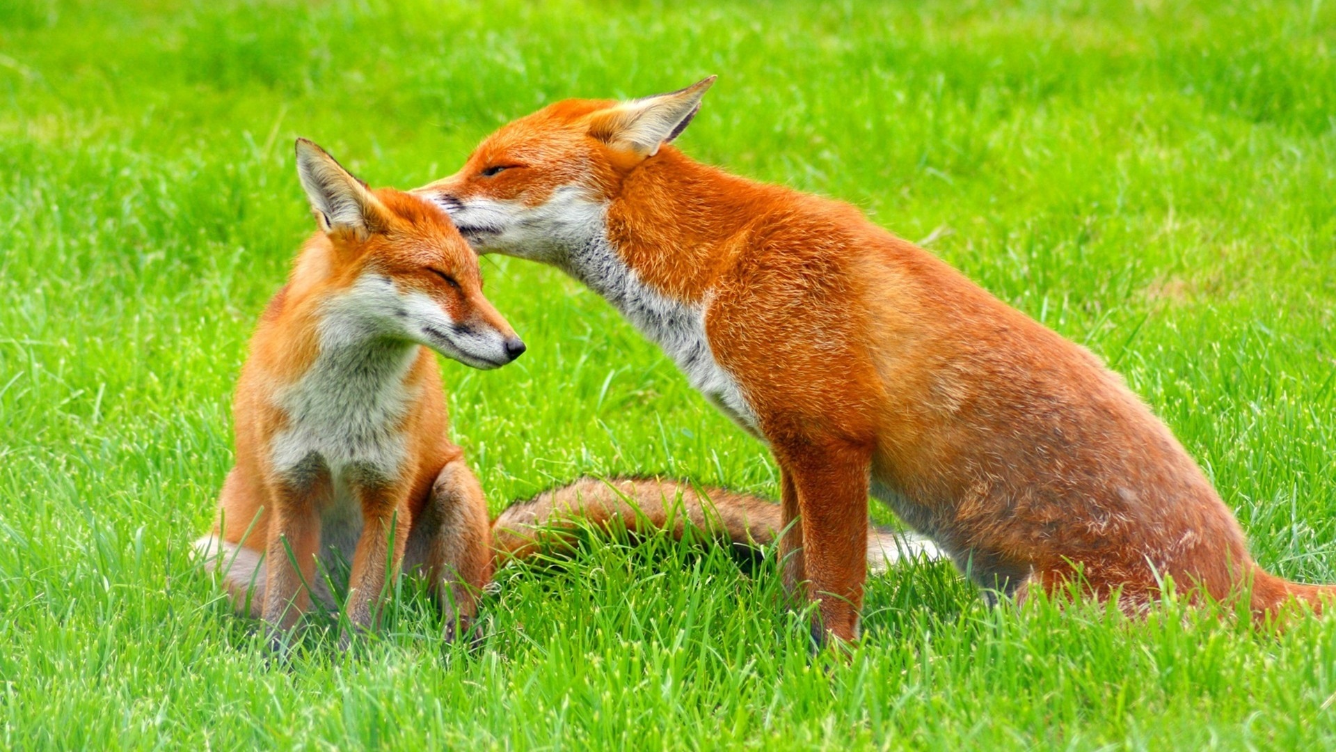 Лис гет. Лисица (Vulpes Vulpes). Красная лиса Ирландия. Рыжая лисица. Две лисы.