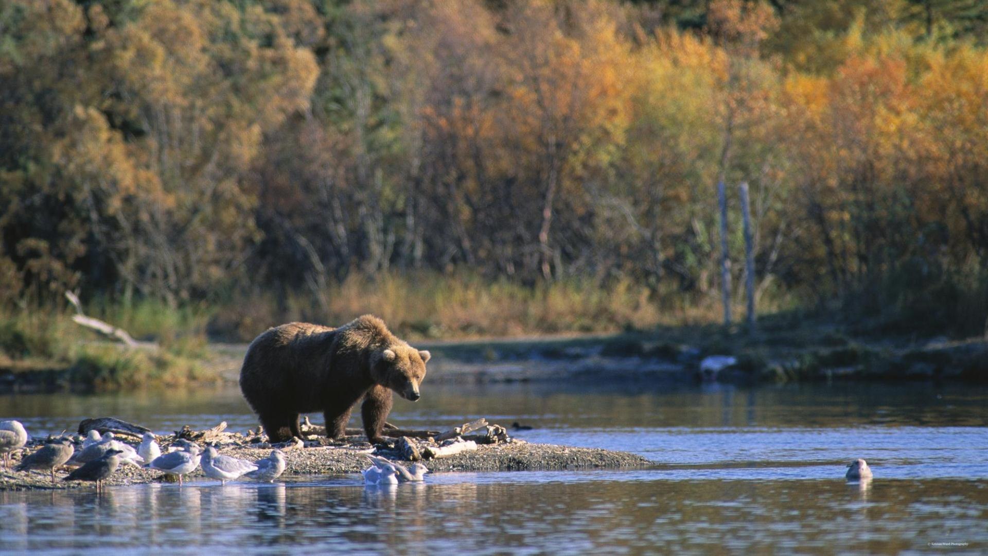 Медвежья река