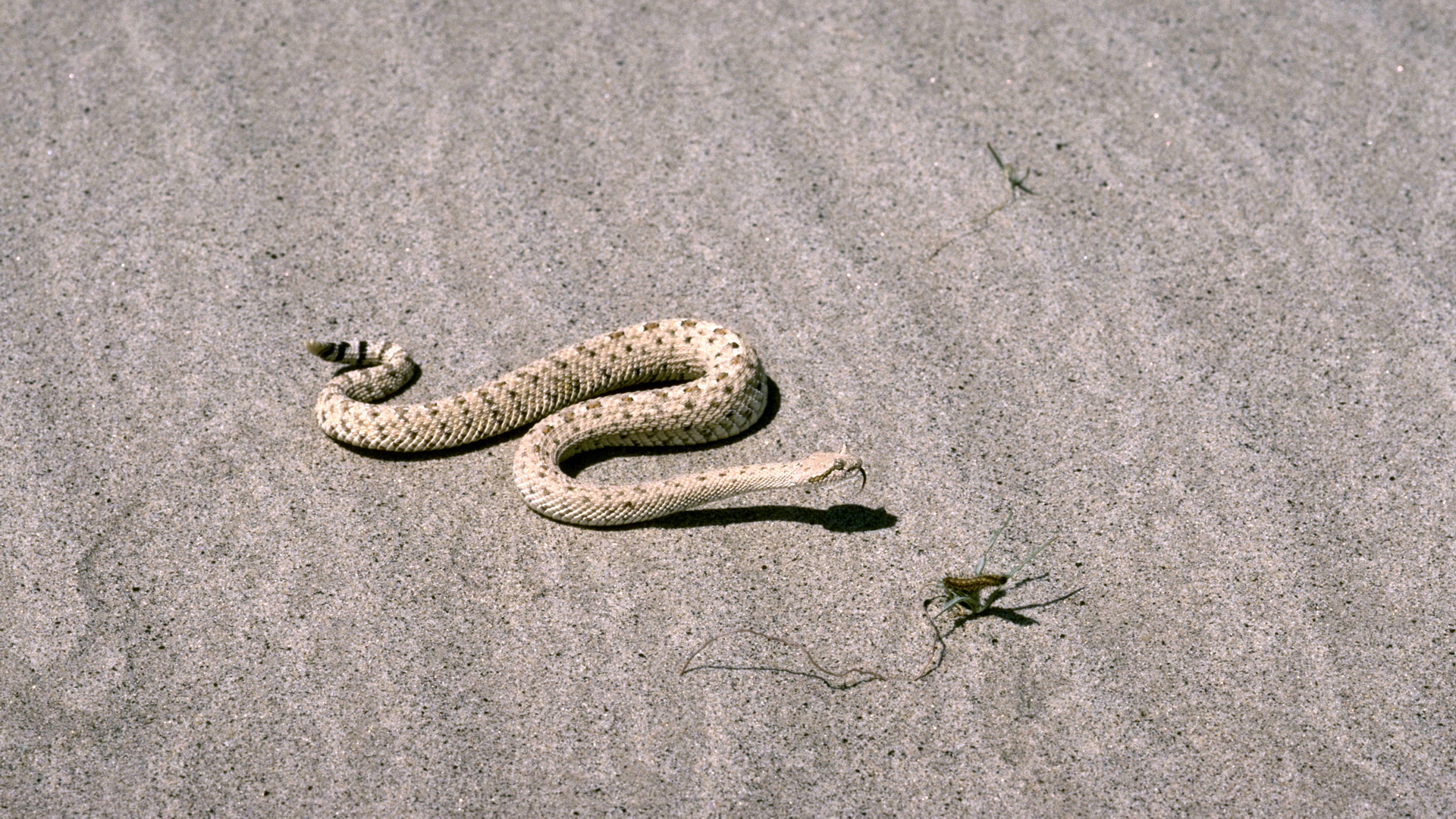 Искушение песчаного змея. Песчаная гадюка Сахары. Пустыня Гоби змеи. Пустыня Каракум змеи. Пустынный полоз.