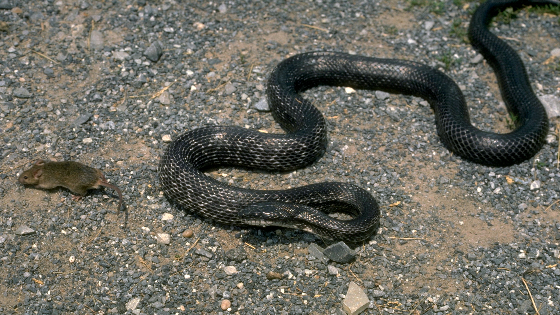 Black rat Snake змея