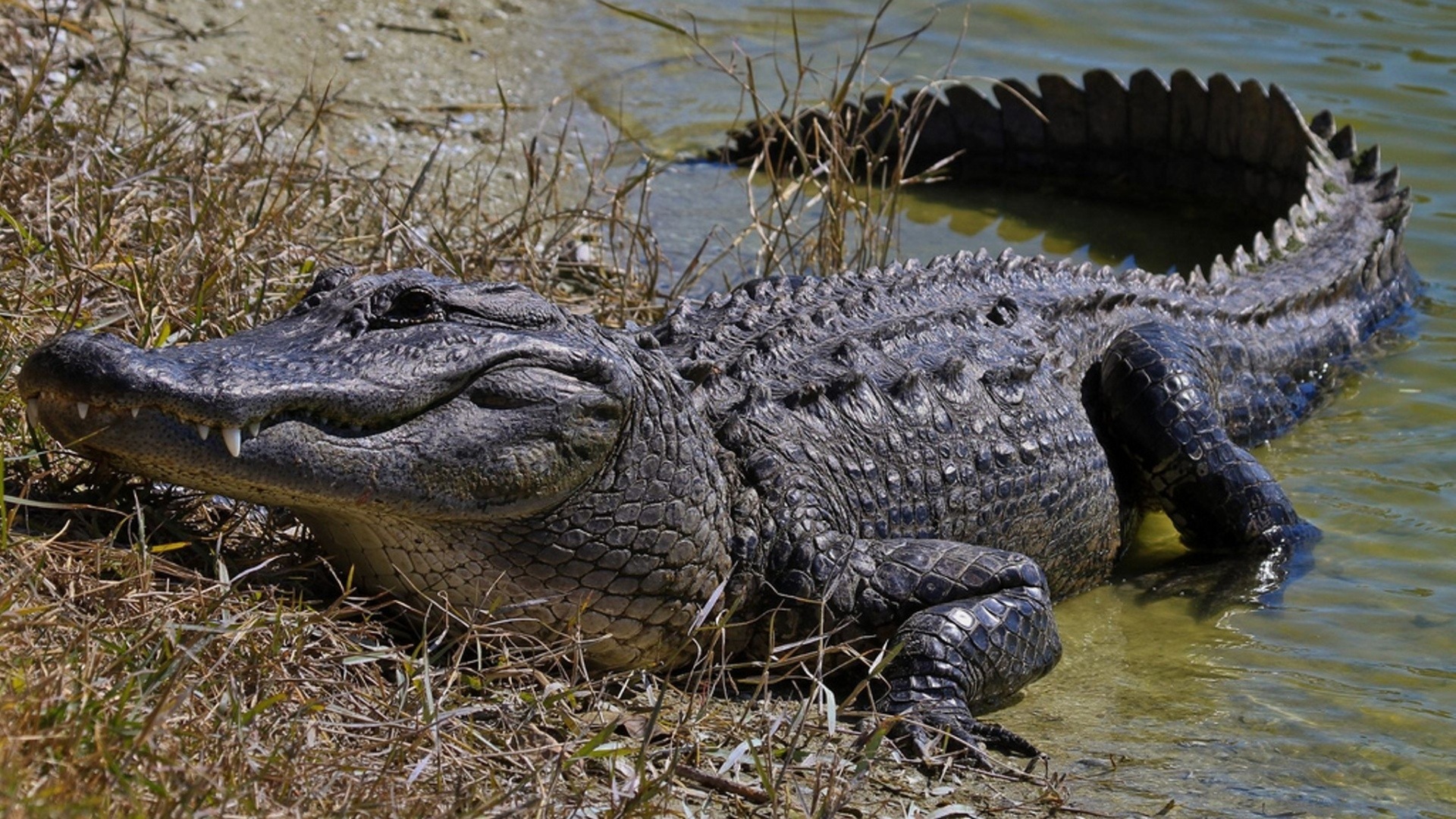 Крокодил картинка. Нильский Аллигатор. Крокодил Аллигатор Кайман. Крокодилы Аллигаторы кайманы и гавиалы. Нильский крокодил среда обитания.
