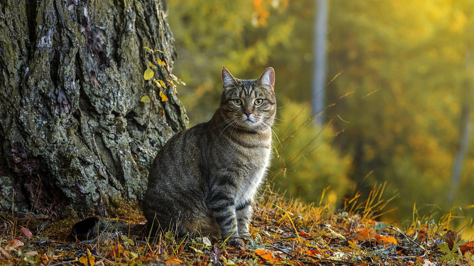 Осенний кот