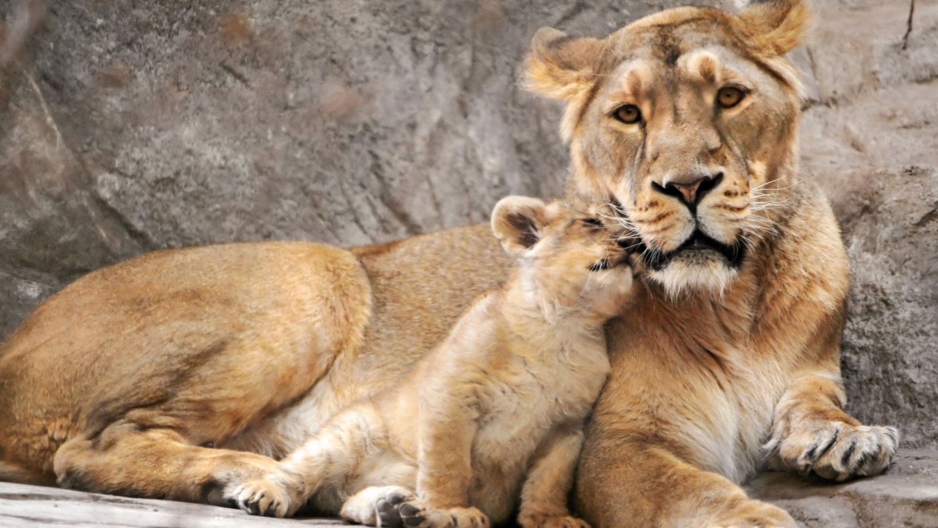 фото льва с детенышем