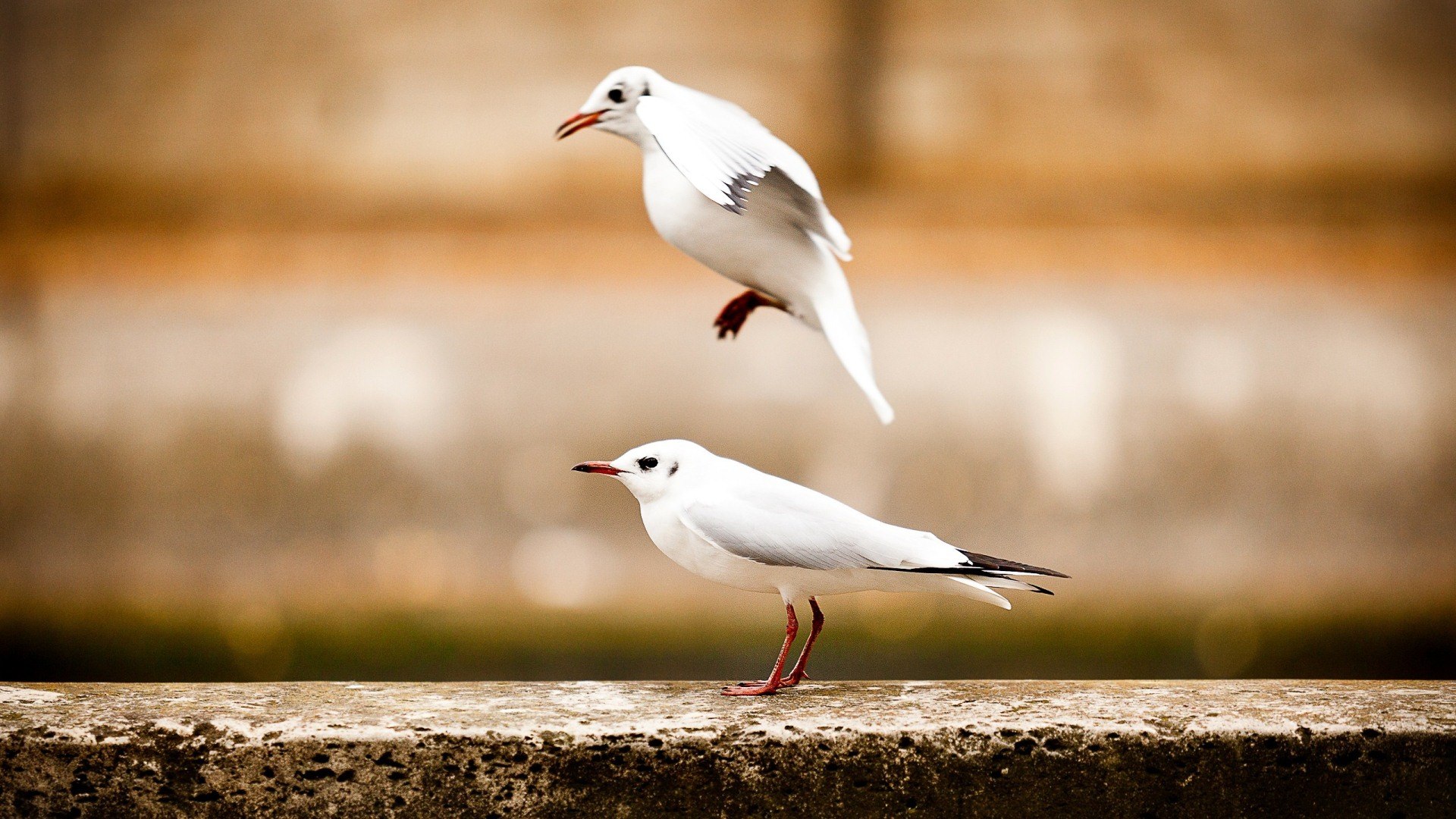 Two birds. Изящные птицы. Птицы белого цвета. Очень красивая белая птичка. Четыре белых птицы.