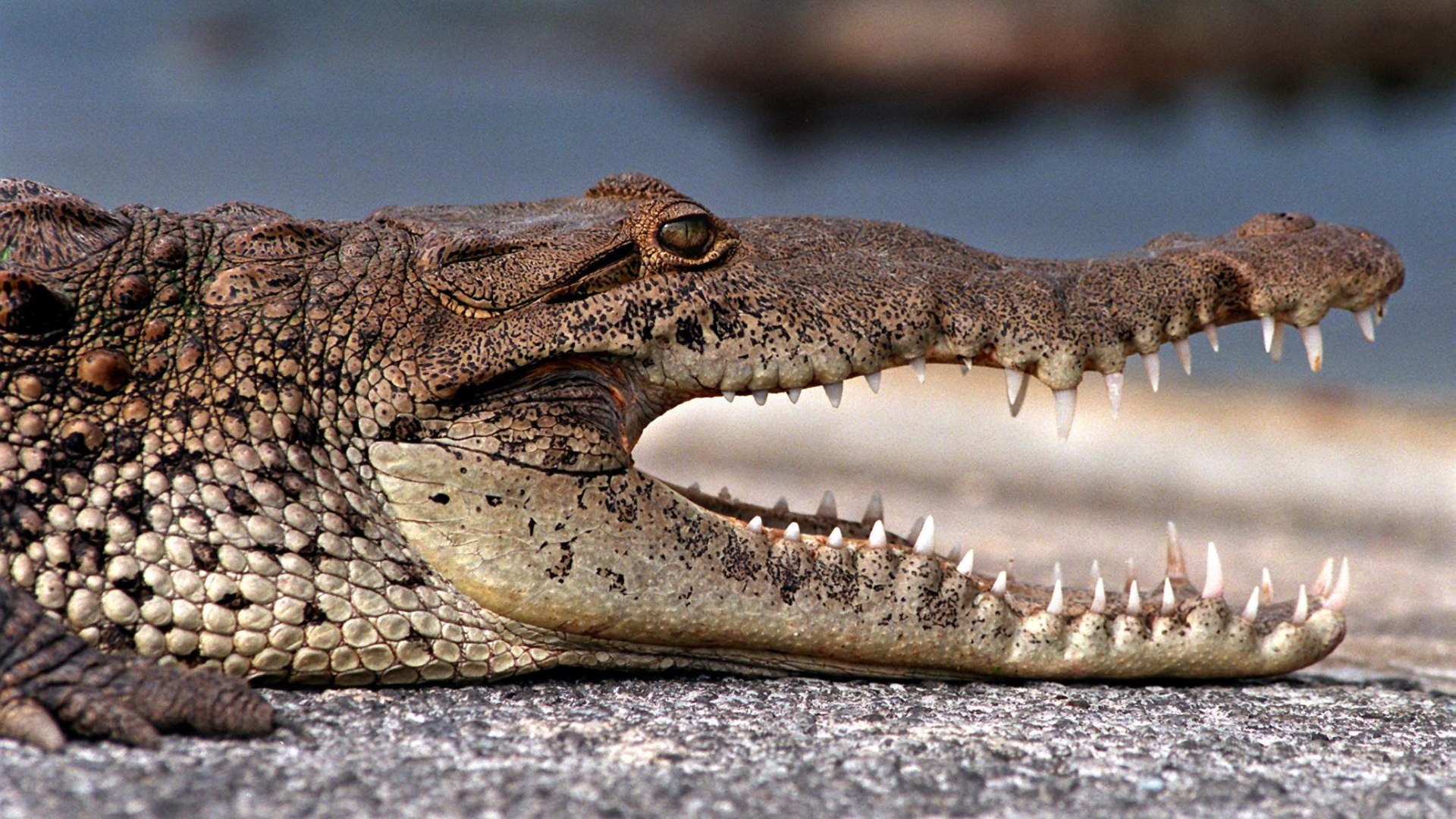голова крокодила фото