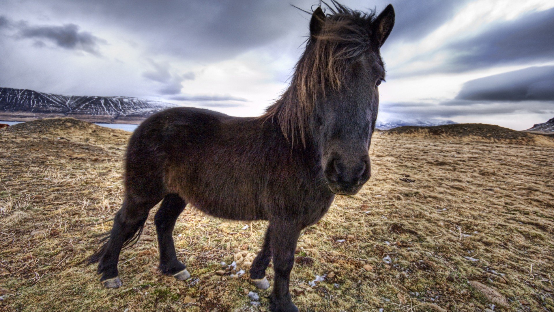 Просто лошадки. Исландская лошадь. Исландия лошади. Обои на рабочий стол 1920х1080 лошади. Фьорд лошадь фото.