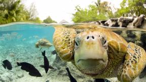 черепаха, рыба, под водой