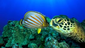 черепаха, рыба, кораллы, под водой
