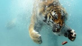 тигр, под водой