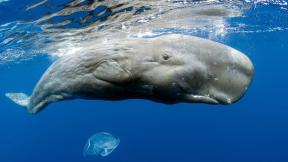 кит, под водой