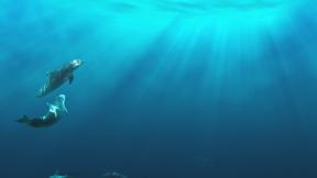 дельфин, под водой