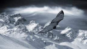 орёл, снег, горы, птица