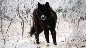 волк, снег