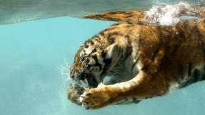 тигр, под водой
