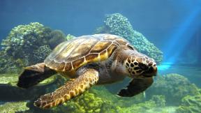 черепаха, кораллы, под водой