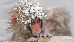 обезьяна, снег