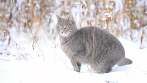кот, снег