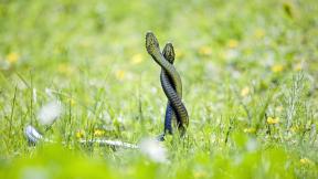змея, трава
