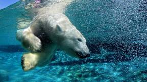 медведь, белый медведь, под водой