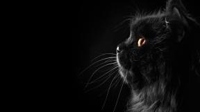 чёрный фон, кот