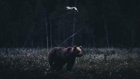 медведь, чайка