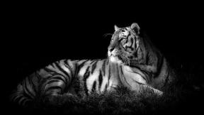 тигр, чёрный фон