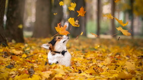 осень, листья, клён, собака