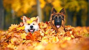 осень, листья, собака, клён