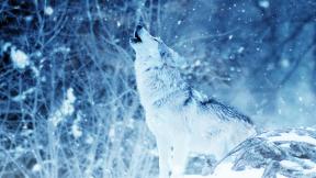 волк, снег, зима