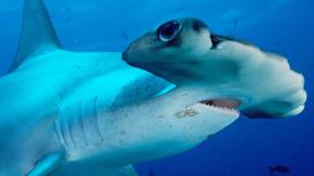 акула, под водой