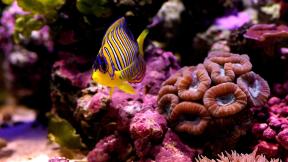 рыба, кораллы, под водой
