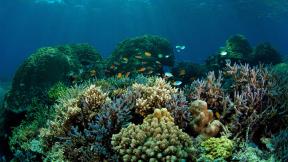 рыба, кораллы, под водой