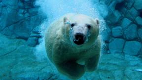 медведь, белый медведь, под водой
