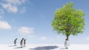 пингвин, дерево