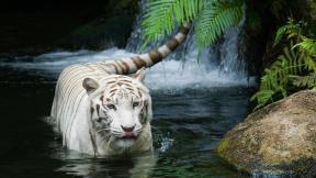 тигр, белый тигр