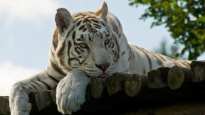 тигр, белый тигр