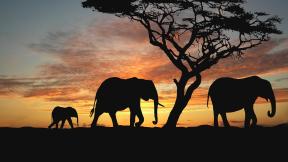 слон, закат, дерево