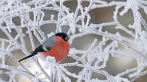 снегирь, птица, зима