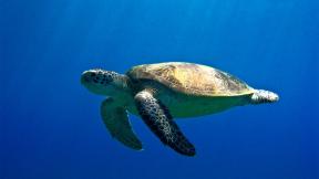 черепаха, под водой