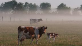 корова, туман