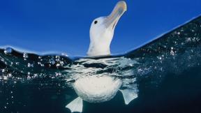 альбатрос, птица, под водой