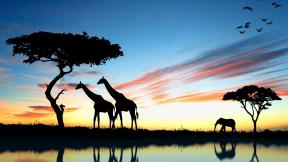 жираф, слон, закат