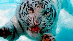 тигр, белый тигр, под водой