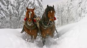 лошадь, зима, снег