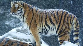 тигр, снег