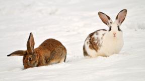 заяц, кролик, снег